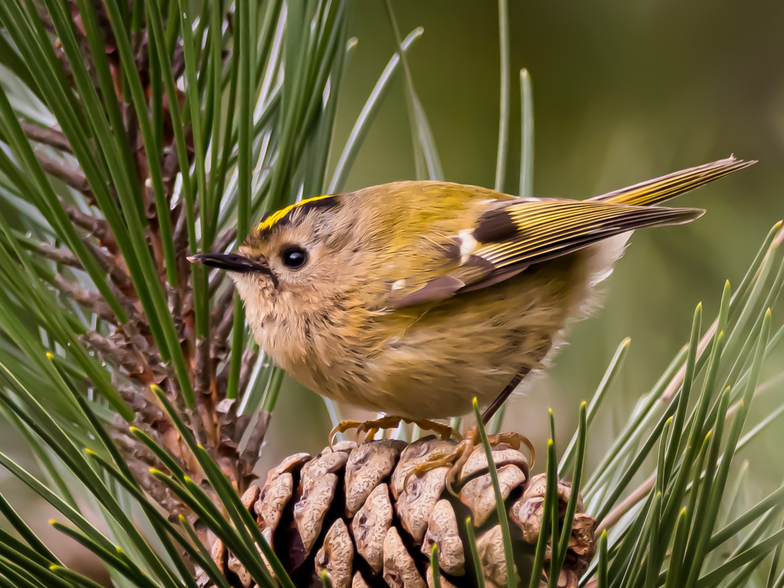 John Murray - goldcrest