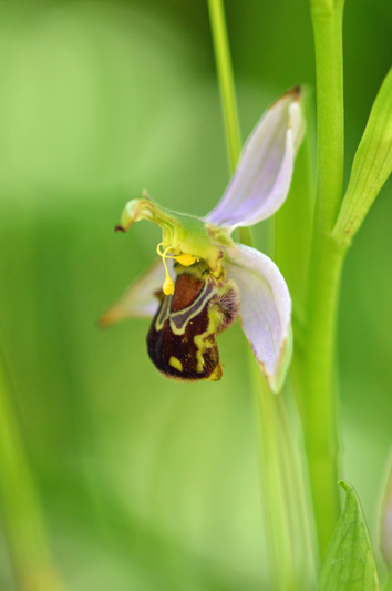 John Murray Bee Orchid